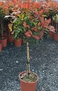 Photinia fraseri  Red Robin