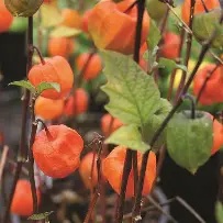 Physalis20alk.20var.20franchetii.jpg Physalis alk. var. franchetii