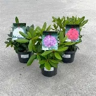 Rhododendron20hybrid20mix.jpg Rhododendron hybrid mix