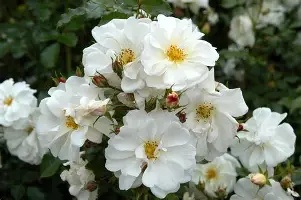 Rosa20Diamant.jpg Rosa Diamant
