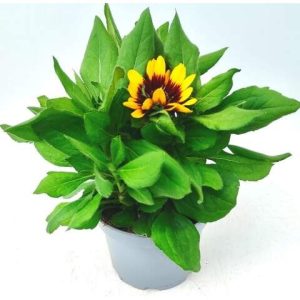 Rudbeckia.jpg Rudbeckia Rudy Mini Yellow Black