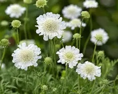 Scabiosa20Atalanta®20Compact20White.jpg Scabiosa Atalanta® Compact White