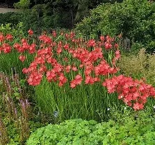 Schizostylis20cocc.20Major.jpg Schizostylis cocc. Major