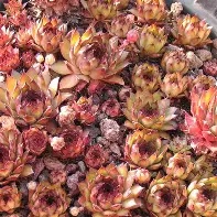 Sempervivum20Bronco.jpg Sempervivum Bronco