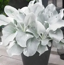 Senecio20Angel20Wings.jpg Senecio Angel Wings