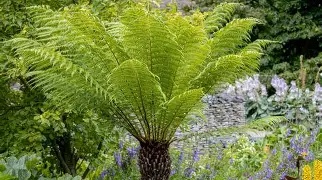 Tree20fern-1.jpg Dicksonia antarctica