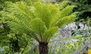 Dicksonia antarctica