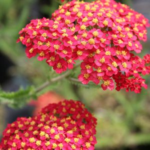 achillea_paprika.jpg Achillea mill. Paprika
