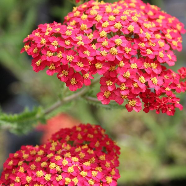 achillea_paprika.jpg Achillea mill. Paprika