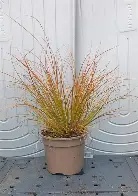 carex20testeca.jpg Carex testacea Prairie Fire