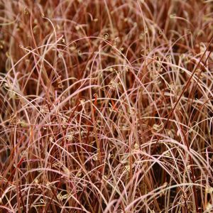carex_red_rooster.jpg Carex buchananii Red Rooster ™