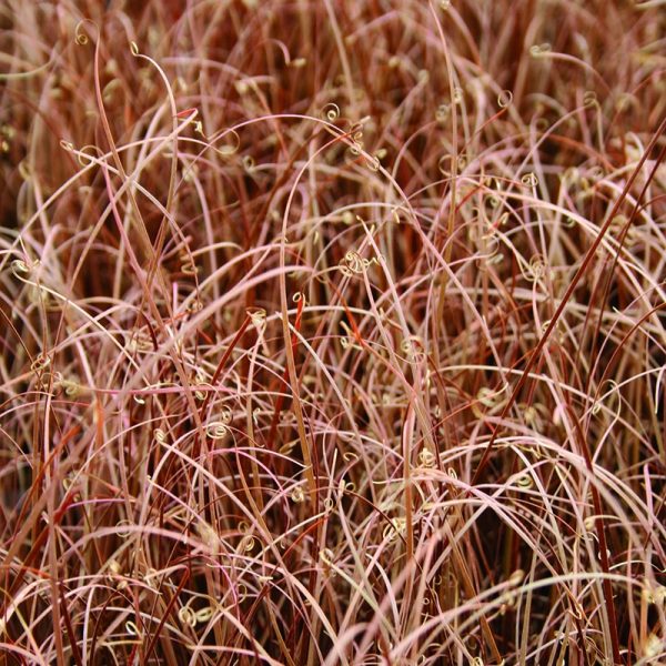 carex_red_rooster.jpg Carex buchananii Red Rooster ™