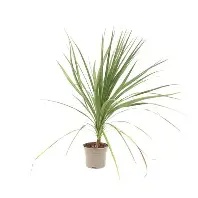 cordaline20australis.jpg Cordyline Atlantic Green