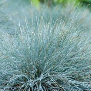 Festuca glauca  Intense Blue