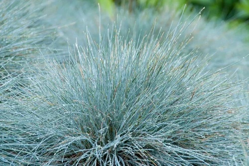 Festuca glauca  Intense Blue