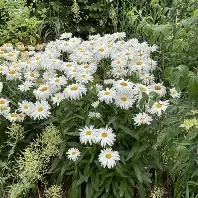 leucanthemum20victorian20secret.jpg Leucanthemum Victorian Secret