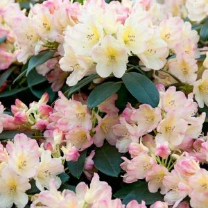 rhododendron20Percy20Wisemand.jpg Rhododendron (Y) Percy Wiseman
