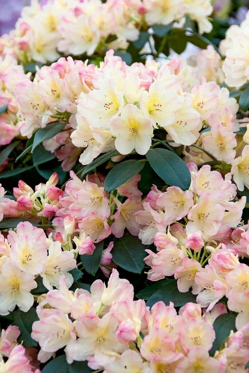 rhododendron20Percy20Wisemand.jpg Rhododendron (Y) Percy Wiseman